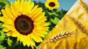 Pizarra cereales UAA (Imagen Generica)