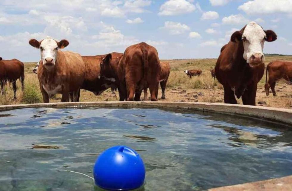 Ganadería vacas campo
