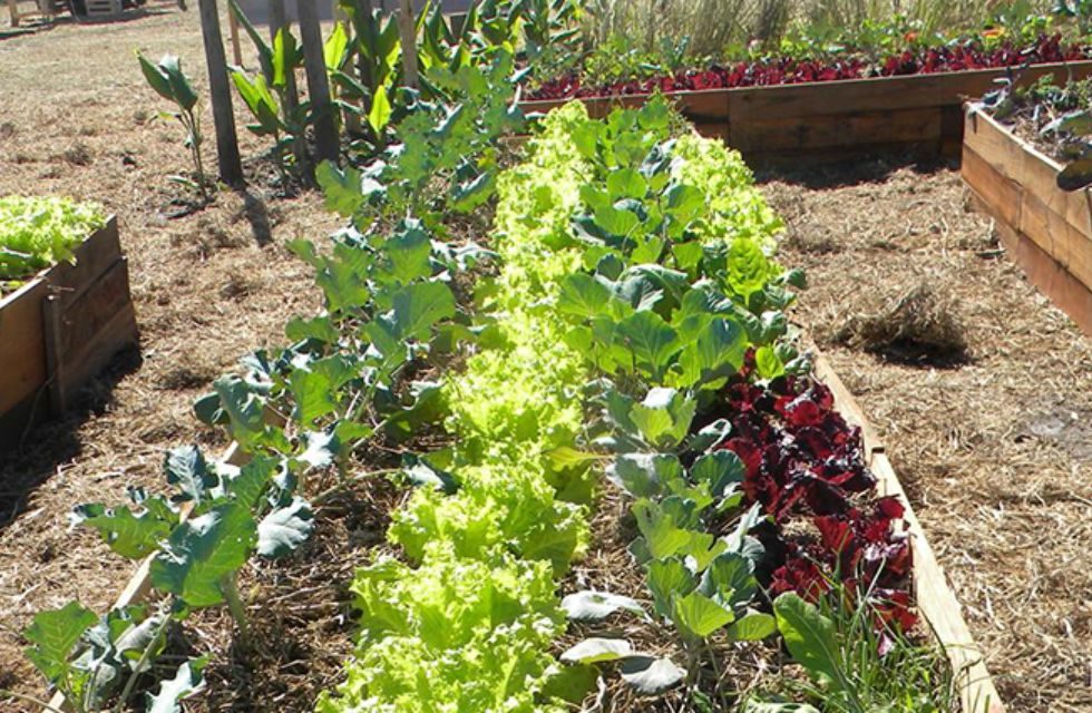 Huerta familiar agricultura agropecuaria