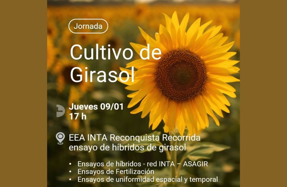 jornada girasol