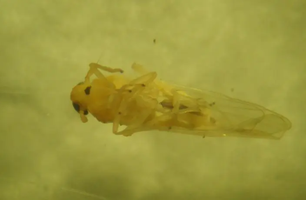 imagen_2024-10-11_111708775 (1)